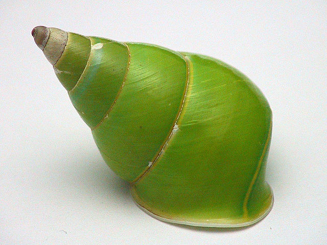Представитель Семейства Corillidae